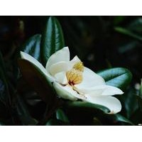 長期供應8-12cm的廣玉蘭