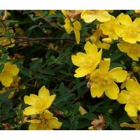 成都低價(jià)苗木金絲梅高度：40-50公分