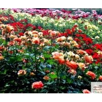 成都低價(jià)苗木薔薇長(zhǎng)：70-80公分