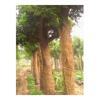 供應國槐 洋槐 法桐 8-30公分