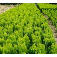 亞太苗木供應：蜀檜.灑金柏.塔柏.龍柏.側柏.地柏.雪松.北京檜