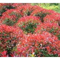 供應紅葉石楠、紅葉石楠球
