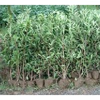 出售法國冬青 規(guī)格齊全