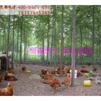 批量供應美國竹柳、速生竹柳、竹柳3號 大苗，高度3-5米，當年生