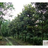 供應廣玉蘭8-10公分