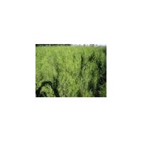 低價出售側柏 白皮松 油松 華山松