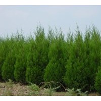 供應蜀檜、蜀檜床苗、江蘇蜀檜、蜀檜價格播報