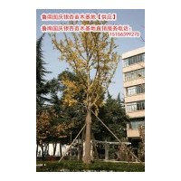 專供2cm-80cm銀杏樹