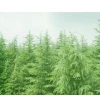 基地供應松柏 常青類雪松