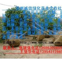 大量供應(yīng)白蠟，國(guó)槐，速生柳，107楊
