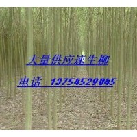 供應河北速生柳、河北金葉榆、河北國槐