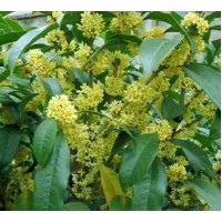 供應大桂花（移植金桂）