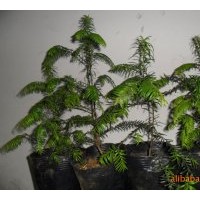 供應紅豆杉2年苗
