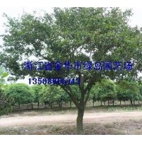 浙江大樂昌含笑 大桂花 移栽香樟 紅楓 雞爪槭 無患子供應