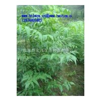 供應青錢柳苗，純天然綠色食品青錢柳葉，青錢柳種子