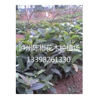 供應黃葛樹苗，黃葛樹10-20公分高，黃葛樹地苗