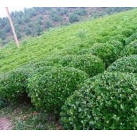 江蘇大葉黃楊基地供應