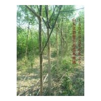 供應3-5公分國槐