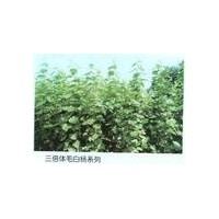 1-20公分毛白楊、速生楊107、速生柳、垂柳種苗、國槐