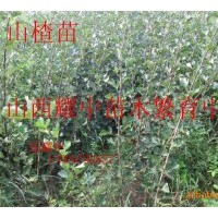 供應(yīng)臭椿苗.欒樹苗.鈣果苗. 核桃苗、山楂苗、