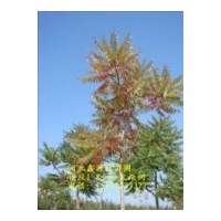 供應10公分火炬樹價格