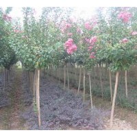 膠南綠美苗圃出售各種規格大葉女貞、黑松、紫薇、五角楓，垂柳、