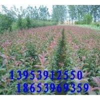 供應北美海棠、甜茶苗、開心果、木瓜苗