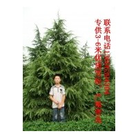 供應3-5米優(yōu)質(zhì)雪松