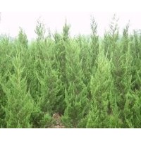 滁州成昊苗木基地 注：蜀檜小苗量大！