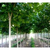 法桐.國槐等各種喬木