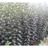 供應：核桃苗、白皮松、油松、側柏、果品苗等