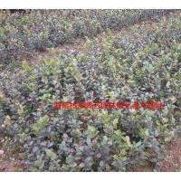 大量供應茶梅