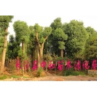 供應 香樟 數量2000株