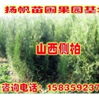 供應(yīng)側(cè)柏 1--5米側(cè)柏