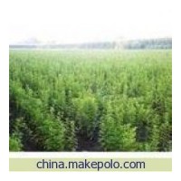 特供山西50-1米的優質皂角苗