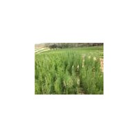 供應150cm側柏種苗