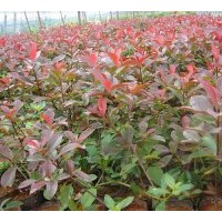 桂花樹，銀杏樹，楊梅樹，紅楓，紅葉石蘭，大量供應