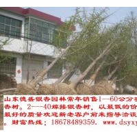 供應1--60公分銀杏樹，保證質量，價格合理，包一切手續