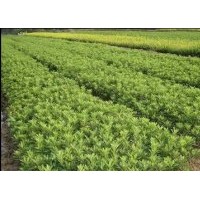 湖南苗木，紅花繼木，杜鵑，金葉女貞，紅葉石楠，小葉梔子，月季