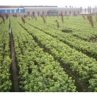 大小黃楊、膠東衛(wèi)矛、豐花月季、薔薇、灑金柏
