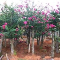大量供應地徑4-6公分羅漢松 紫薇綠化苗木