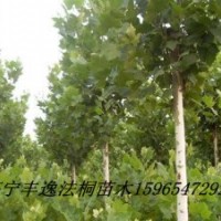 大量供應各種規格法桐