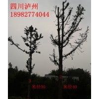 大量供應桂花苗，皂角苗及種子，皂角苗及種子