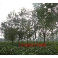 白蠟、白蠟悶子.柳樹、榆樹.國槐