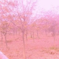 優質櫸樹低價銷售：紅櫸,苗木,櫸樹