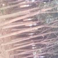 徐州陳抗震低價供應以下苗木:紫薇，紫葉桃，垂柳,銀杏，高桿女貞