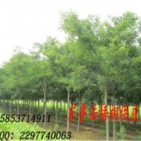 現貨低價供應 各規格 造型國槐