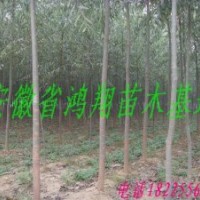 供應美國竹柳