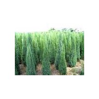 長期供應信誠雪松 蜀檜 玉蘭 馬褂木等