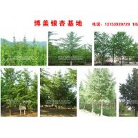 博美銀杏專供50-120高度小苗，5-30公分優(yōu)質大樹 包成活
